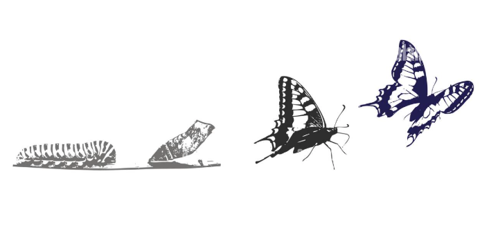 Metamorphosis: The Symbol of Death and Rebirth