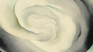 The-Meaning-of-White-rose