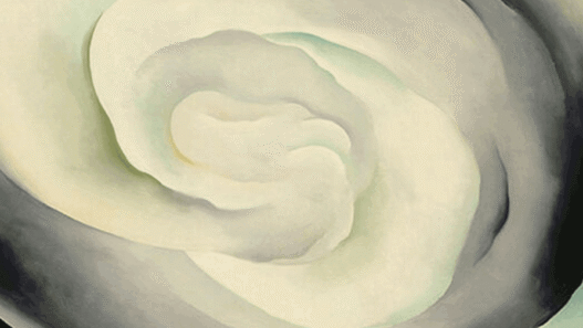 The-Meaning-of-White-rose