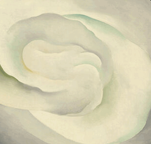 The-Meaning-of-White-rose