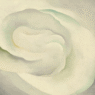 The-Meaning-of-White-rose